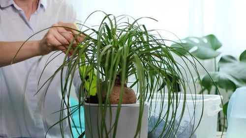 Woman Repotting Green Houseplant Indoors