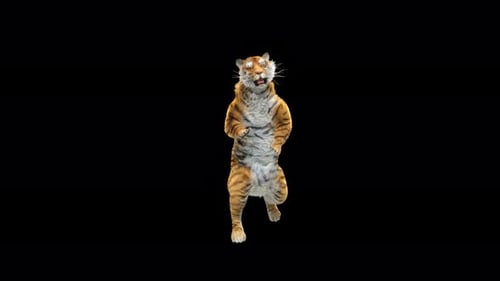 Tiger Tanzen 4K