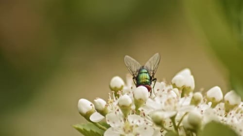 Gewöhnliche grüne Flaschenfliege, die Nektar aus einer Viburnum-Blume mit defokussiertem Hintergrund nippt. - Nahaufnahme