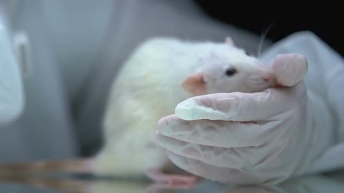White Rat in Glove Gets Medicine