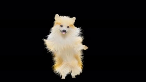Danse pour chiens 4K