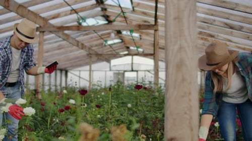 Young Adults Tend to Roses in Greenhouse