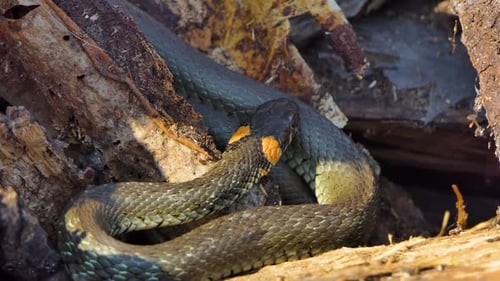 Non-Venomous Snake Coiled in Weathered Wood