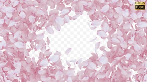 Natural Pink Petals Reveal Transition