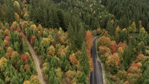 Vue aérienne des soins le long de la route dans une forêt de montagne d'automne en Roumanie