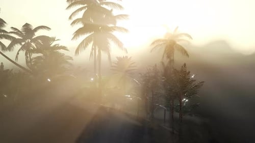 Sunlight Through Tropical Palm Trees with Misty Fog