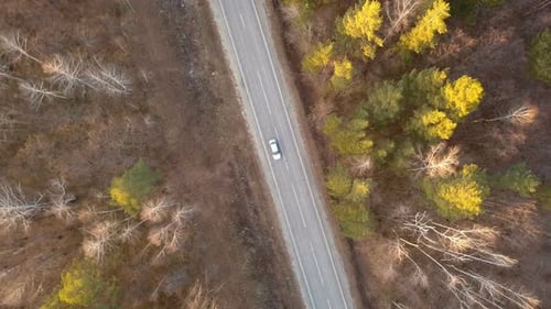 Auto auf der Waldstraße
