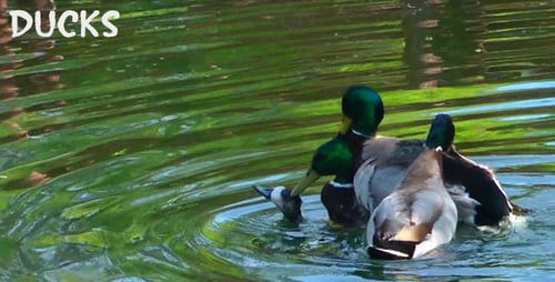 Ducks 2