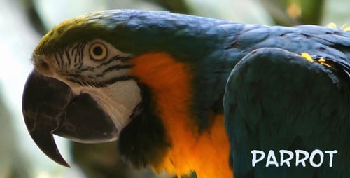 Parrot