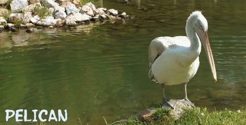 Pelican