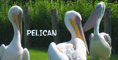 Pelican 2