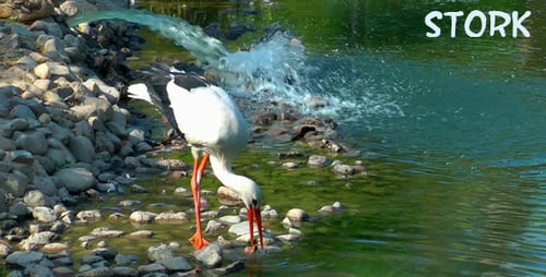 Storch