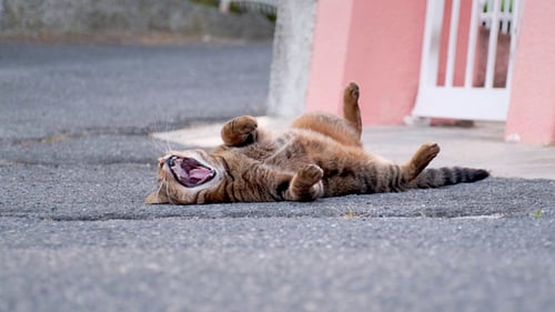 Katze gähnt und liegt auf der Straße