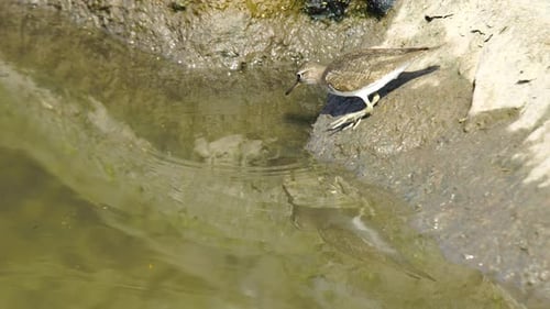 Common Sandpiper