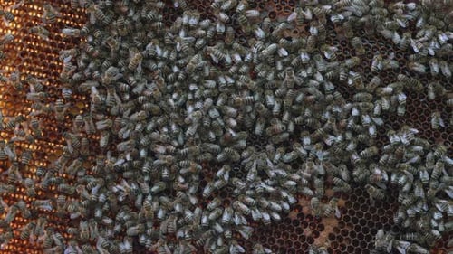 Bienenstock 48