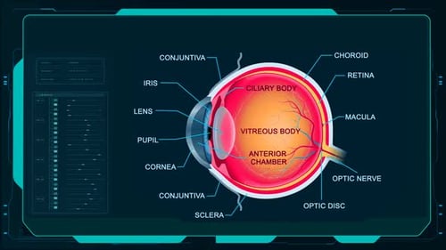 Human Eye Anatomy