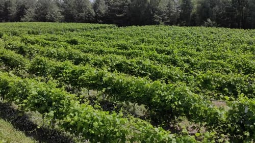 Beautiful Green Vineyards
