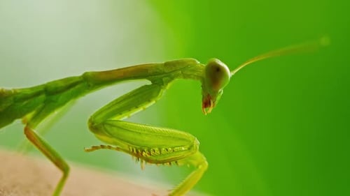Mantis