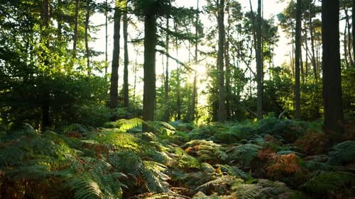 Avanzando por el suelo de un bosque al amanecer con Brachen