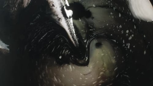Fluid Art Black White Liquid Paint Mix