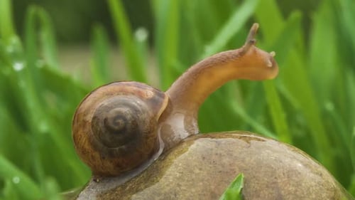 Snail Crawls Along Green Grass In Rain