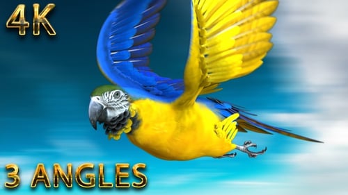 Parrot jumping,flying in the loop and landing from 3 different angles