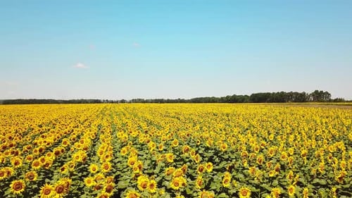 Sunflowers Field
