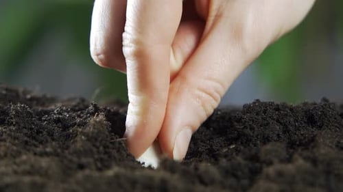 Hand Planting Seed in Soil