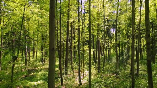 Flying Between the Trees in the Spring Forest