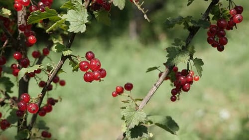 Fruit sain peu profond, plante Ribes rubrum naturelle 4K 2160p 30fps, vidéo UltraHD - Petit curr rouge