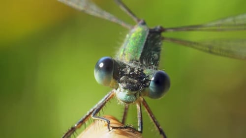 Dragonfly Lestes Dryas Nahaufnahme