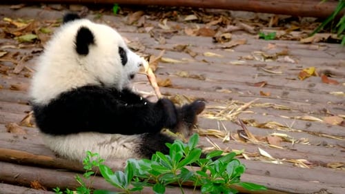 Cute Baby Panda Eating Bamboo Shoot