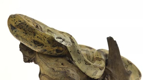 Kolumbianischer Boa oder Boa Constrictor Imperator auf Holzhaken, isoliert in weiß
