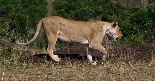 Afrikanischer Löwe, Panthera-Löwe, Mutter und Jungtier, Masai Mara Park in Kenia, Echtzeit 4K