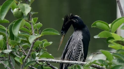 Anhinga Bird Preening Feathers Among Green Foliage