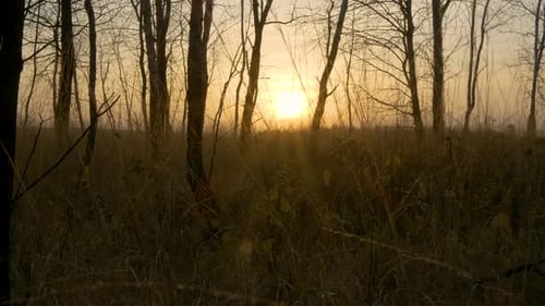 Herbstlicher Wald