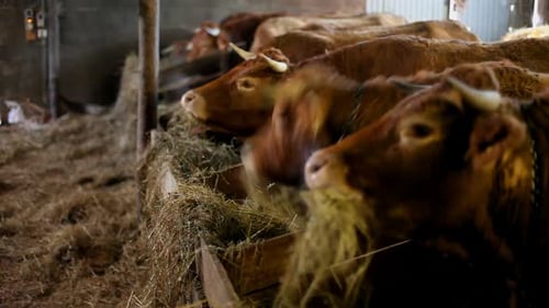 Brown Cows Feeding in a Rural Barn
