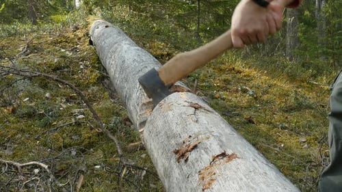 Lumberjack Chopping Wood In The Forest. Woodcutter Cuts The Tree With An Axe.