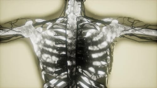 Human Skeleton Bones Scan Glowing