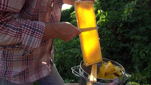 Beekeeper Harvesting Golden Honeycomb in Rural Setting