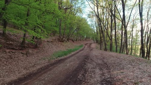 Dirt Road In The Forest