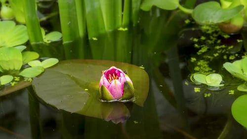 Water Lily Blooming on a Pond Time Lapse