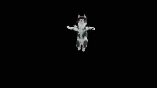 Katze Jumping HD