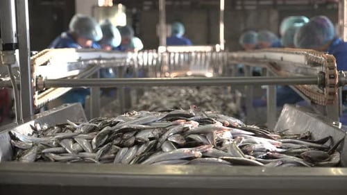 Canned Fish Production Line 17