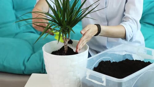 Woman potting a houseplant in white pot