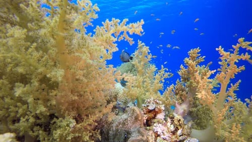 Soft Coral Broccoli and Colorful Fishes