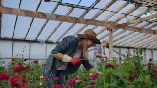 Modern Rose Farmers Walk Through the Greenhouse with a Plantation of Flowers