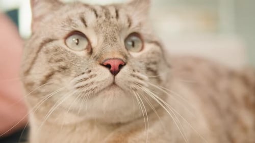 Close-up of Curious Tabby Cat Resting Indoors