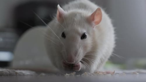 Adorable White Rat Eating Food in a Close Up