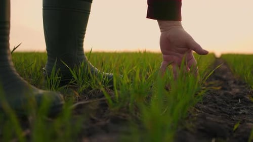 Farmer Touches Green Sprouts in Field at Sunset